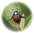 Japanese Beetle on Leaf